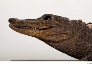 Crocodile  2 head 0007.jpg